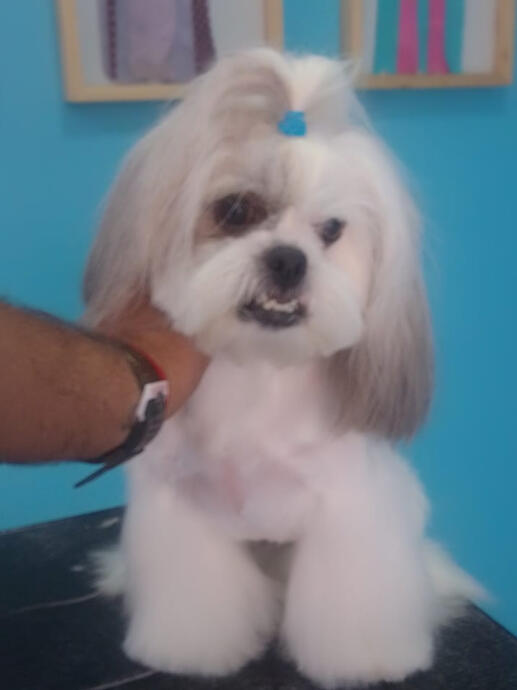 Más que un look, una experiencia peluda 🐕🦺