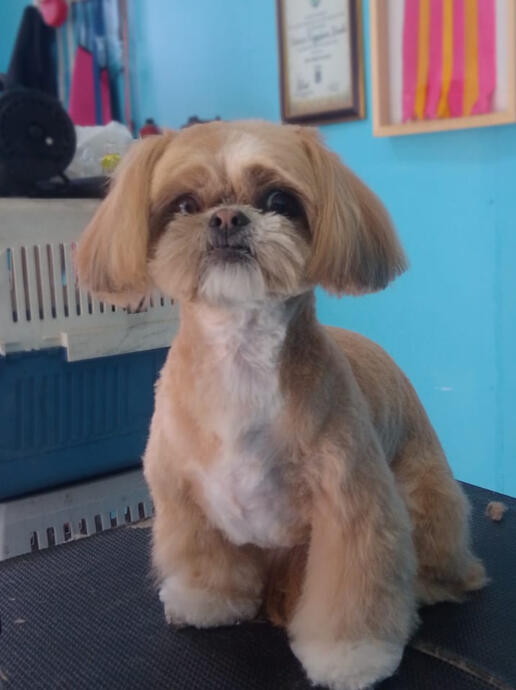 Porque cada peludo merece lo mejor 🐾