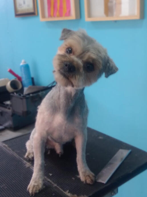 Cada peludo, una historia de ternura 🐾